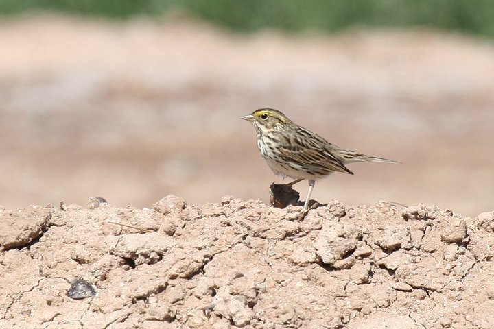 �N�T�`�q���h���i�T�o���i�V�g�h�j