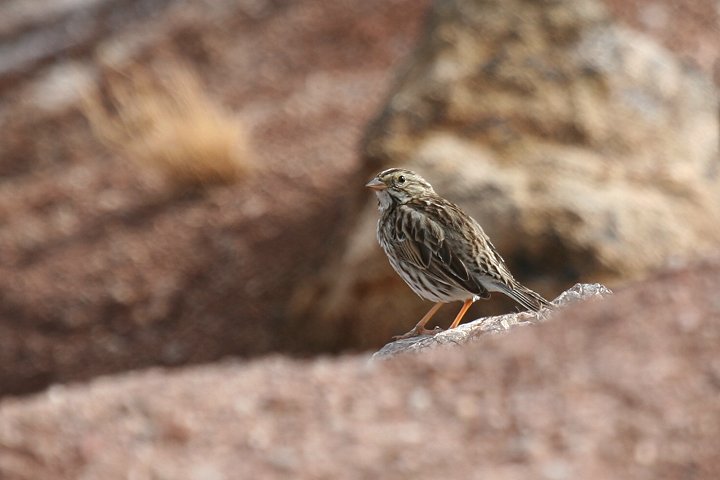 �N�T�`�q���h���i�T�o���i�V�g�h�j