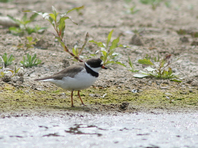 �~�Y�J�L�`�h���i�ɐB�H�j