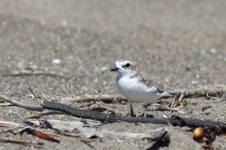 �V���`�h��