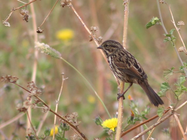 �E�^�X�Y��