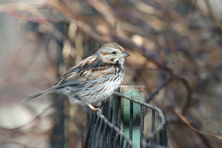 �E�^�X�Y��