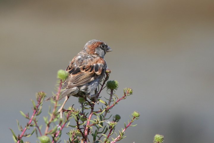 �C�G�X�Y���́�