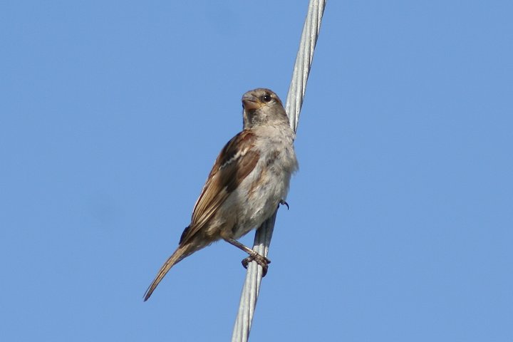 �C�G�X�Y���́� �܂��͗c��