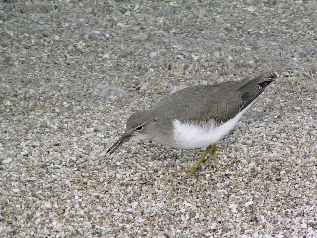 �A�����J�C�\�V�M