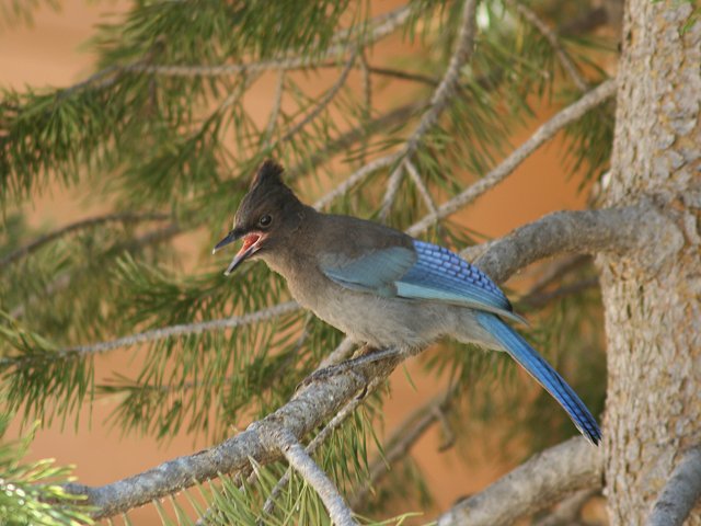 �X�e���[�J�P�X�i�c���j