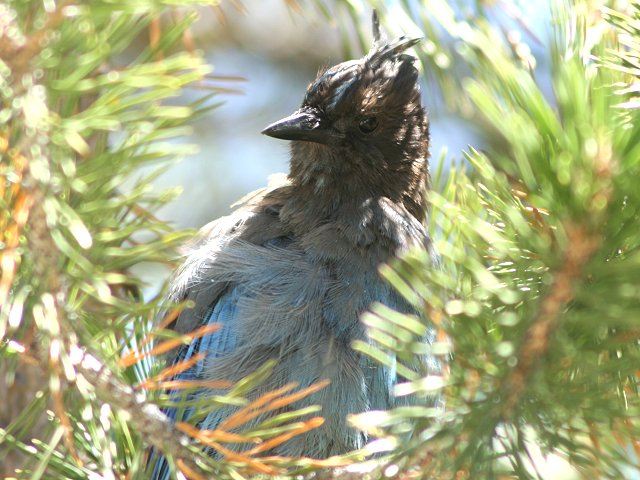 �X�e���[�J�P�X