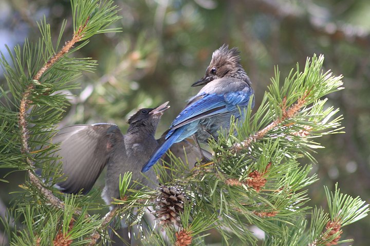 �X�e���[�J�P�X�̐e�q