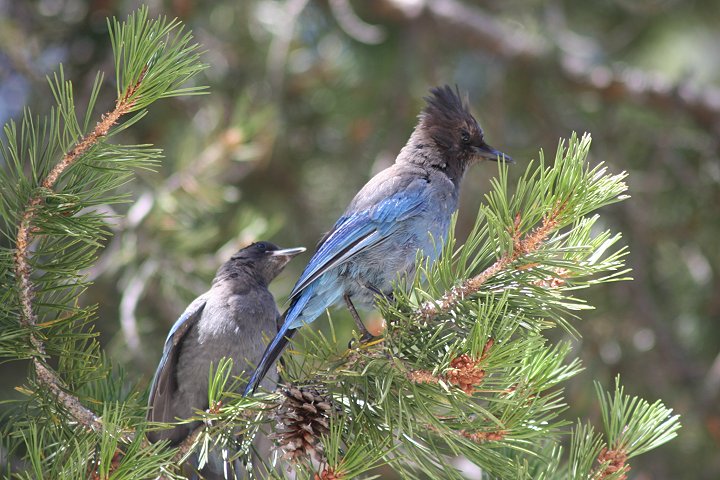 �X�e���[�J�P�X�̐e�q