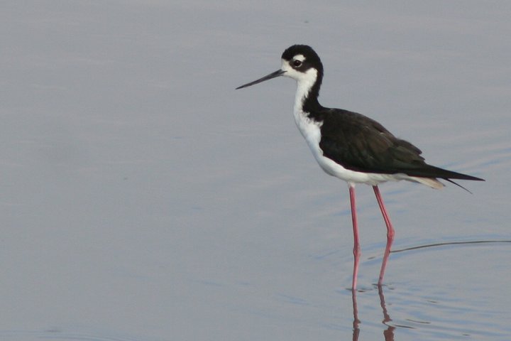 �N���G���Z�C�^�J�V�M