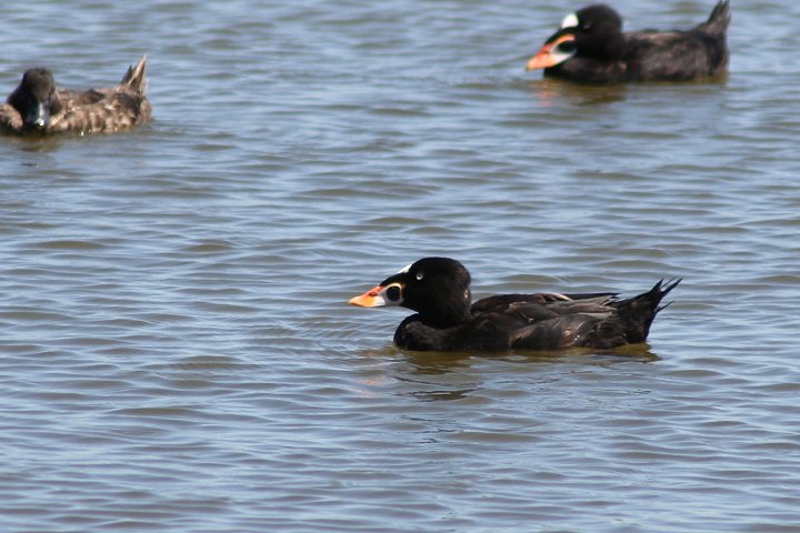 �A���i�~�L���N��