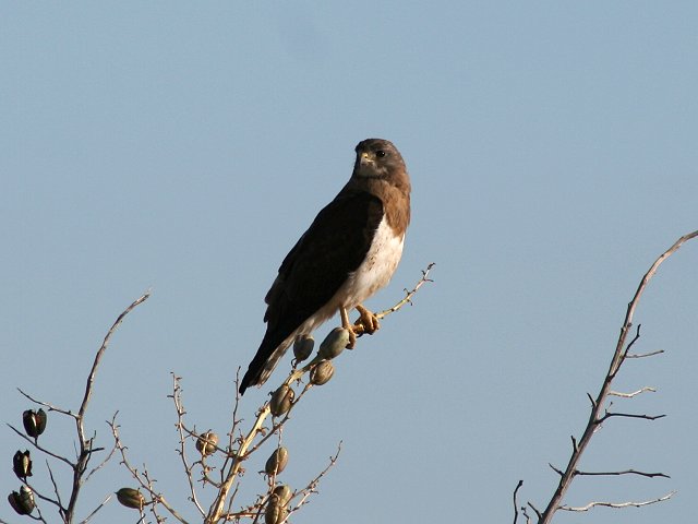 �A���`�m�X��