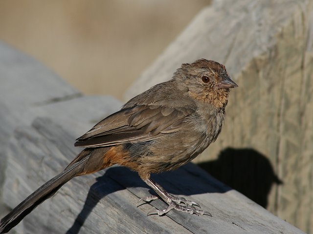 �J���t�H���j�A�g�E�q�`���E