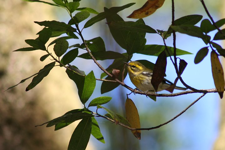 �^�E���Z���h�A�����J���V�N�C�́�