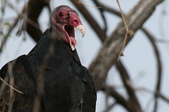 �q���R���h��