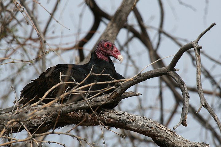 �q���R���h��