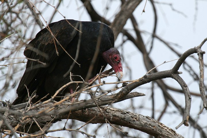 �q���R���h��