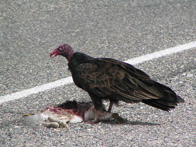 �q���R���h��