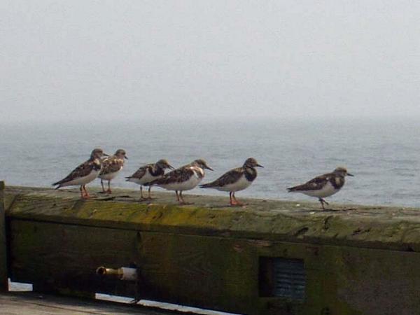 �L���E�W���V�M