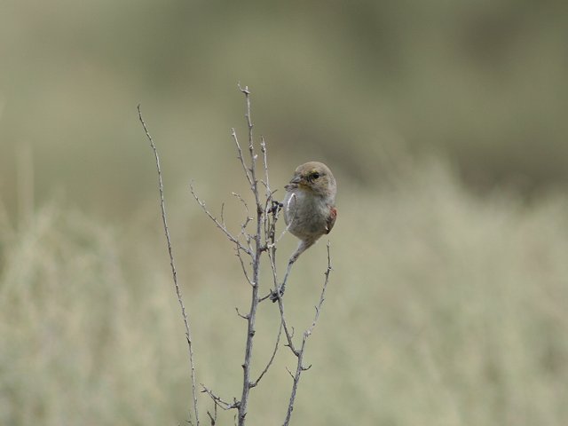 �A�����J�c���X�K��