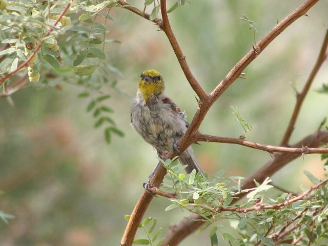 �A�����J�c���X�K��