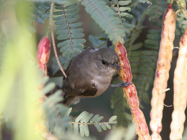 �A�����J�c���X�K���i�c���j