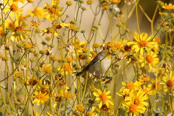 �A�����J�c���X�K��