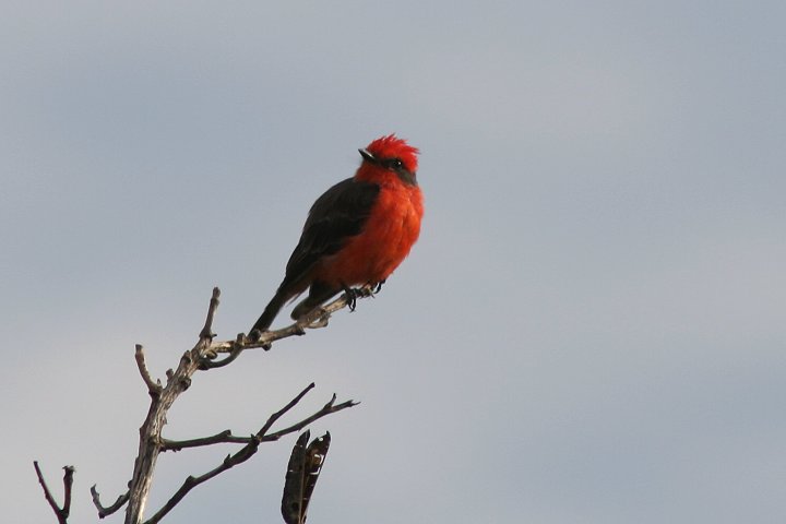 �x�j�^�C�����`���E�́�