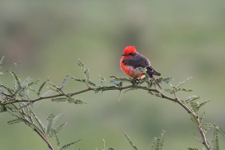 �x�j�^�C�����`���E�́�