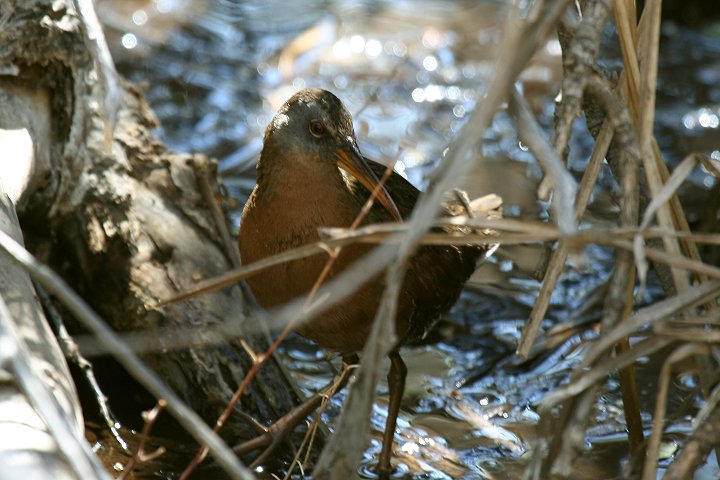 �R�I�j�N�C�i