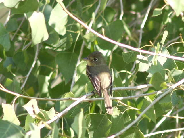 �L�m�h���W���^�C�����`���E