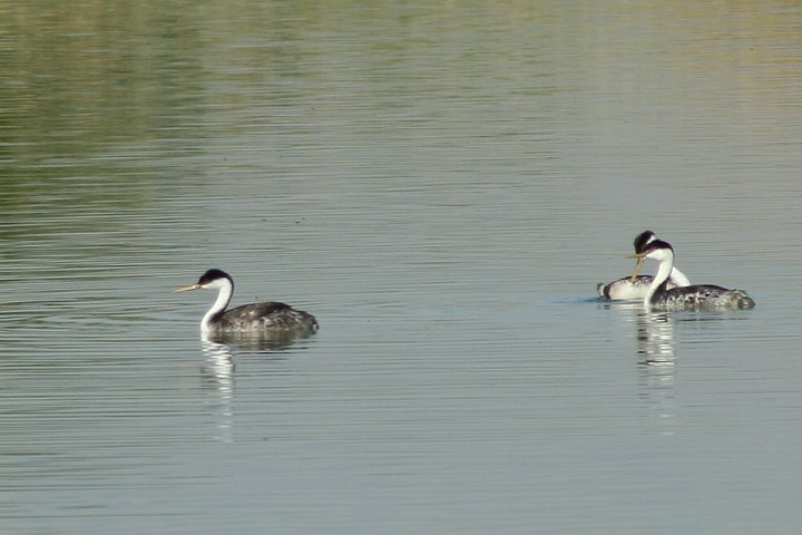 �N�r�i�K�J�C�c�u��