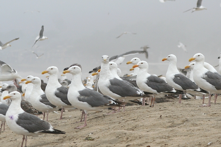 �A�����J�I�I�Z�O���J����