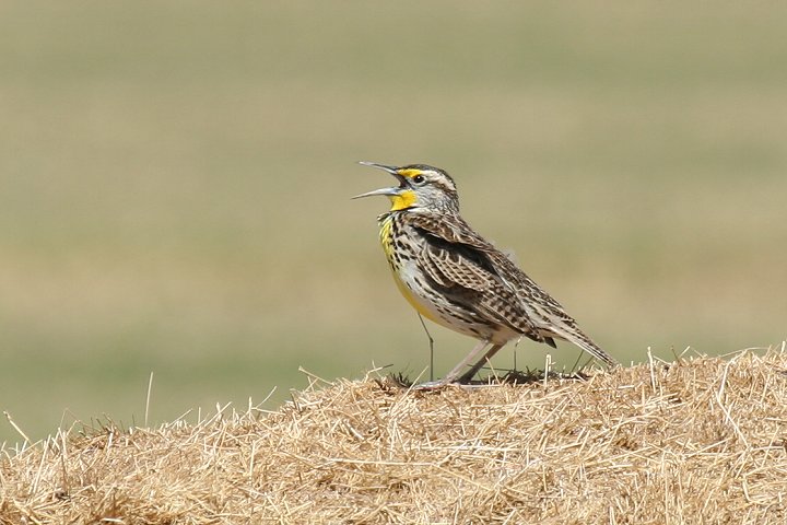 �j�V�}�L�o�h��