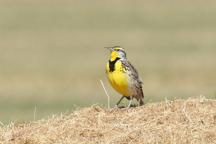 �j�V�}�L�o�h��