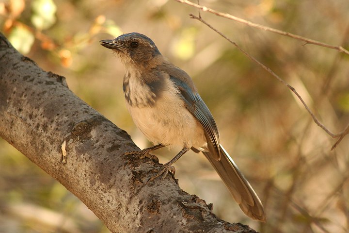 �A�����J�J�P�X