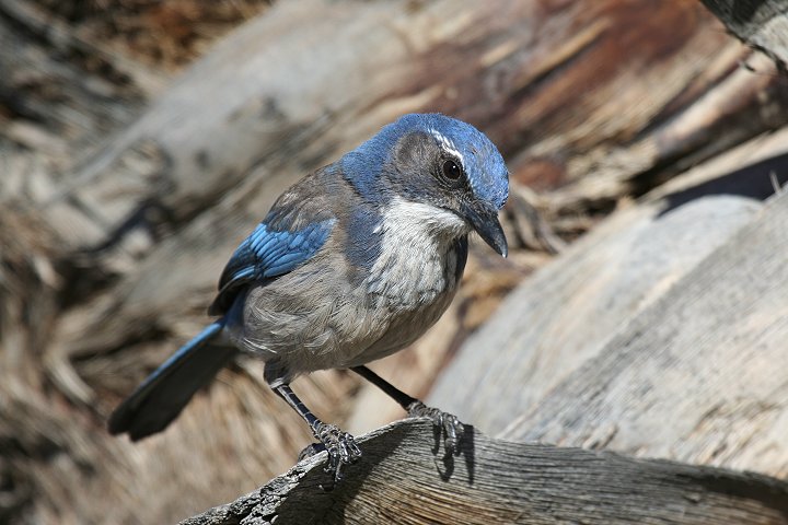 �A�����J�J�P�X