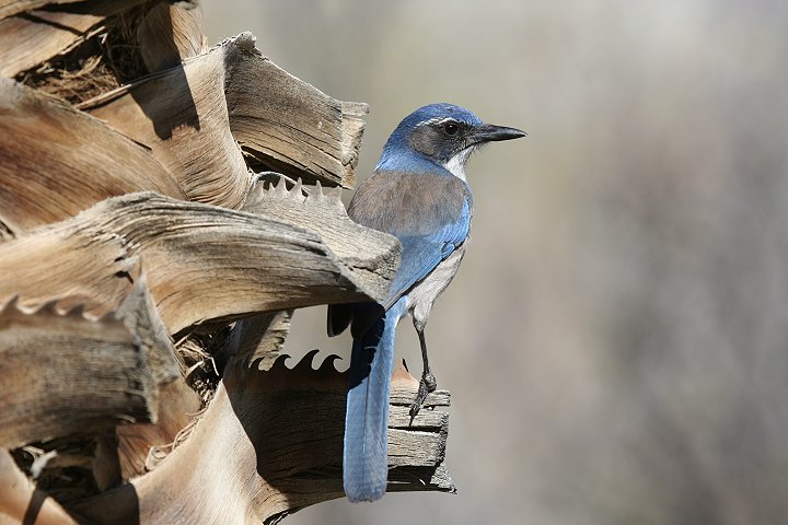 �A�����J�J�P�X