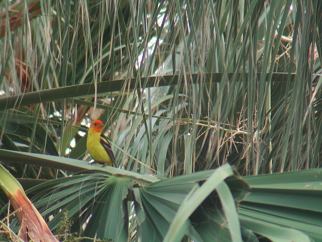 �j�V�t�E�L���`���E���i�ɐB�H�j