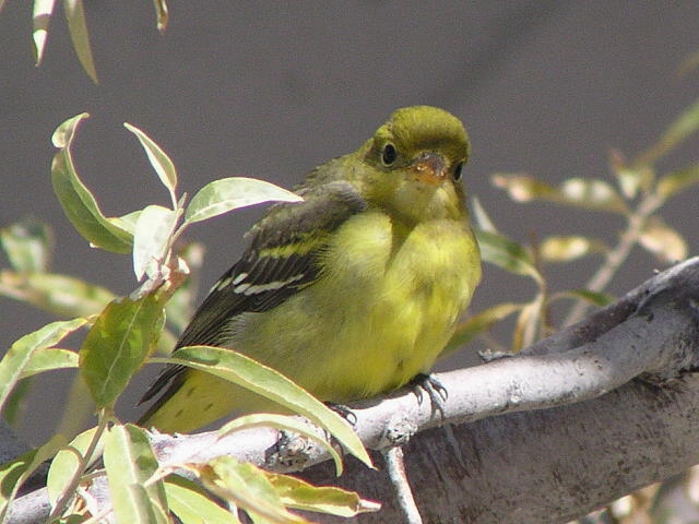 �j�V�t�E�L���`���E�́�