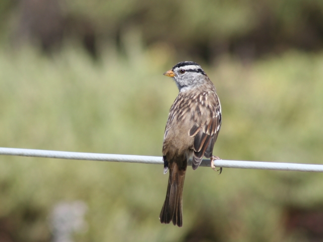 �~���}�V�g�h�i�����j