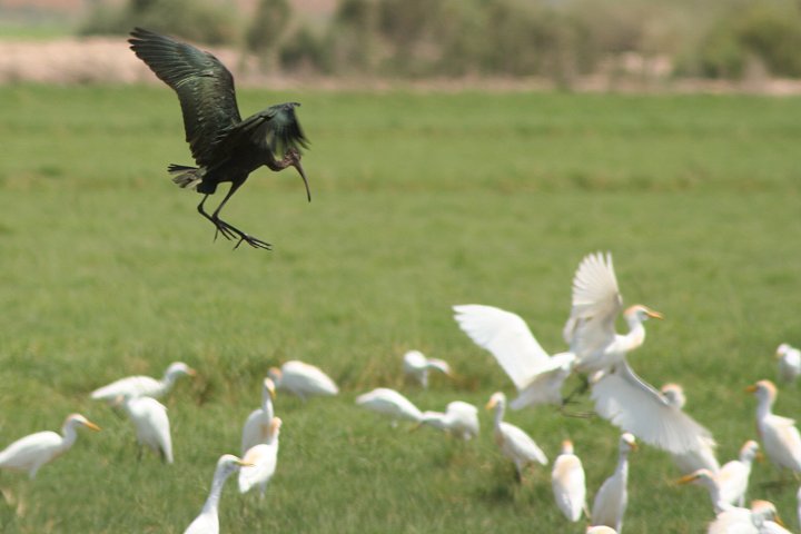 �J�I�W���u�����Y�g�L�A�~�H�i����j�ƃA�}�T�M�̌Q