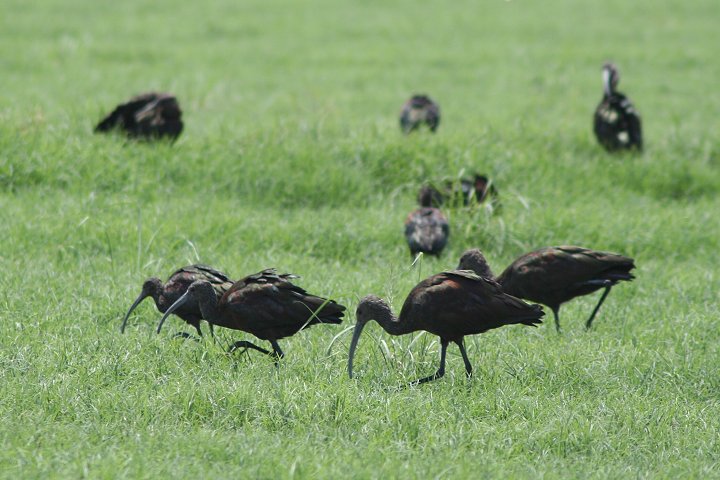 �J�I�W���u�����Y�g�L