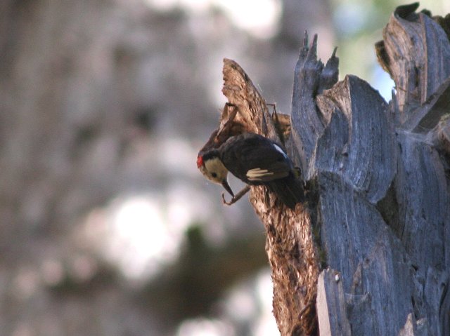 �V���K�V���L�c�c�L�́�