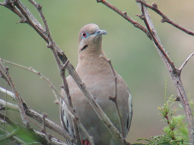 �n�W���o�g