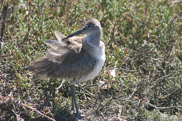 �n�W���I�I�V�M