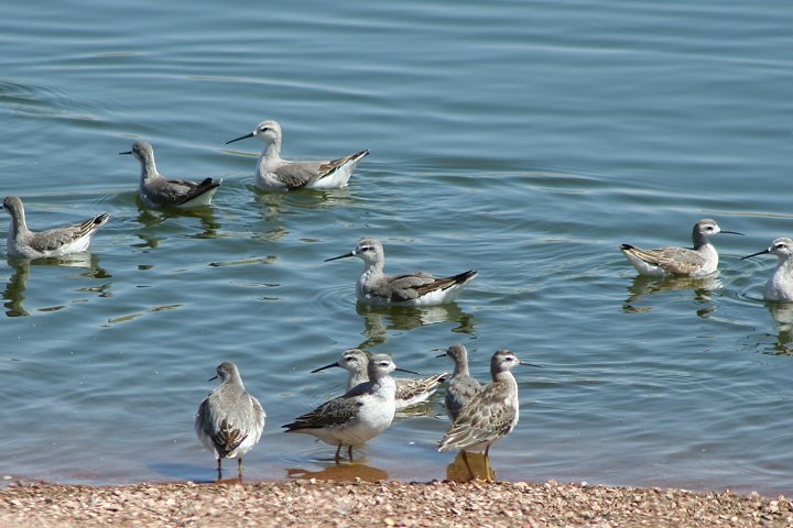 �A�����J�q���A�V�V�M