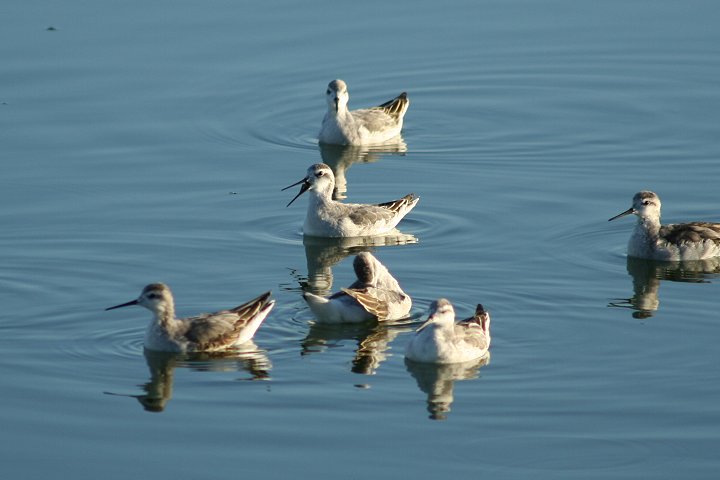 �A�����J�q���A�V�V�M