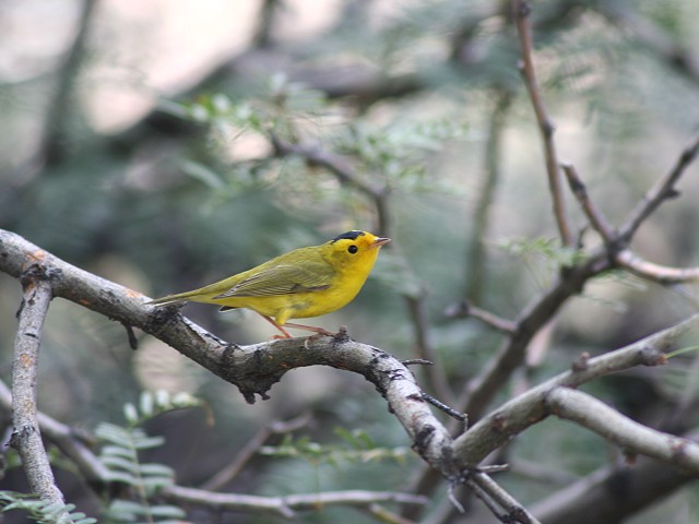 �E�B���\���A�����J���V�N�C