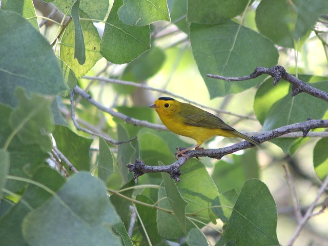 �E�B���\���A�����J���V�N�C